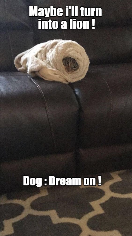 Cocoon ! Lolcats lol cat memes funny cats funny cat pictures