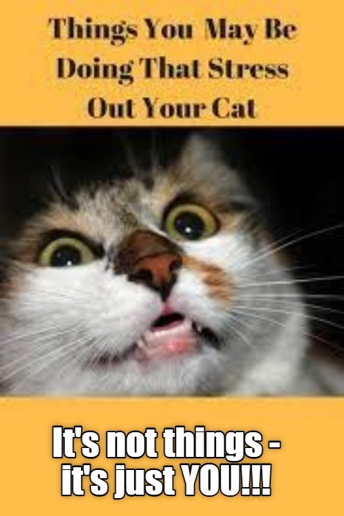 You IRL - Lolcats - lol | cat memes | funny cats | funny cat pictures ...