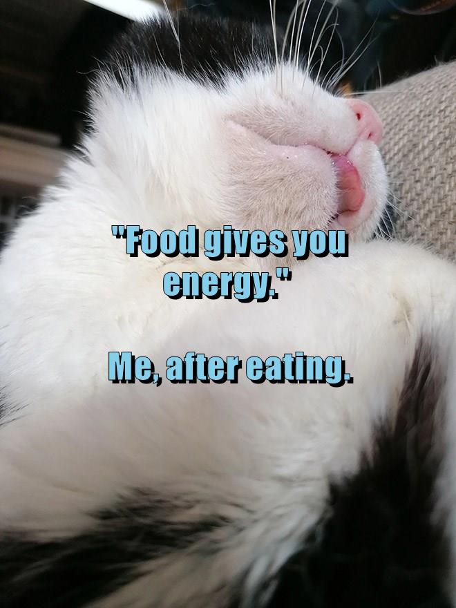 food-gives-you-energy-me-after-eating-lolcats-lol-cat-memes
