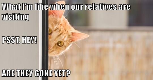 THEY GONE YET? - Lolcats - lol | cat memes | funny cats | funny cat ...