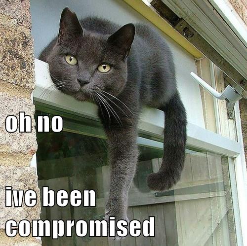 Oh no - Lolcats - lol | cat memes | funny cats | funny cat pictures ...