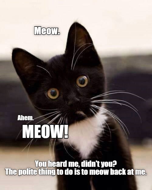 Meow! - Lolcats - lol | cat memes | funny cats | funny cat pictures ...