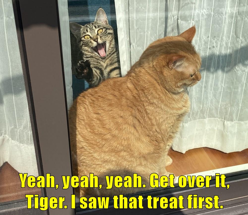 Yeah, yeah, yeah Lolcats lol cat memes funny cats funny cat pictures with words on