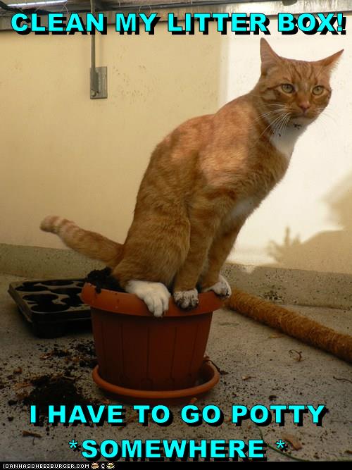 Clean My Litter Box Lolcats Lol Cat Memes Funny Cats Funny Cat Pictures With Words On