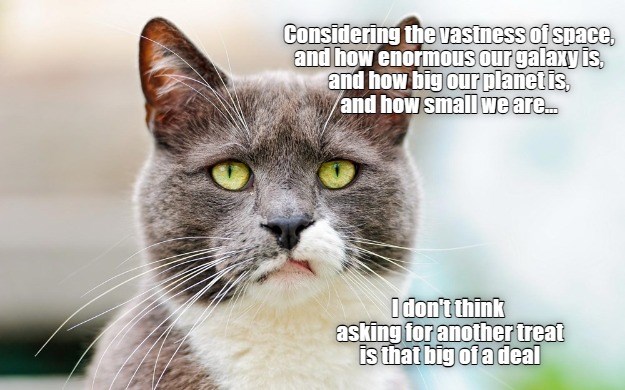 In The Grand Scheme Of Things, I Suppose Not - Lolcats - lol | cat ...