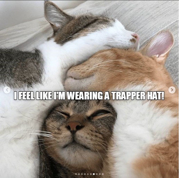 Trapper hat - Lolcats - lol | cat memes | funny cats | funny cat ...