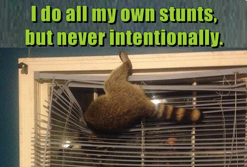 I do all my own stunts - Lolcats - lol | cat memes | funny cats | funny ...