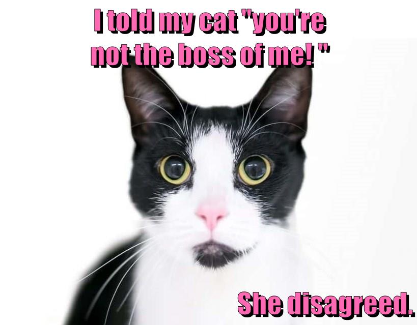 Like a boss Lolcats lol cat memes funny cats funny cat