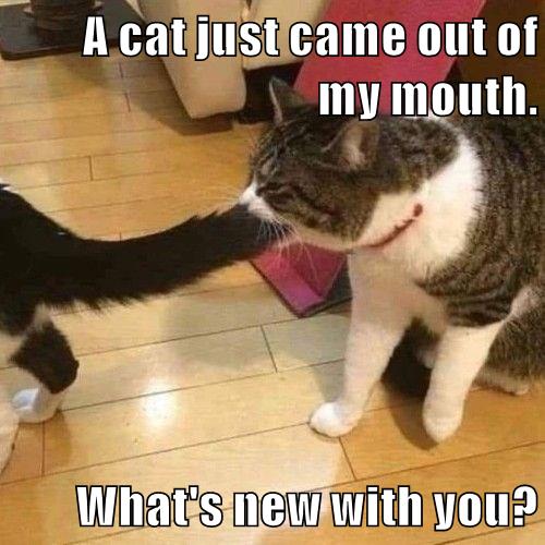 What's new with you? - Lolcats - lol | cat memes | funny cats | funny ...