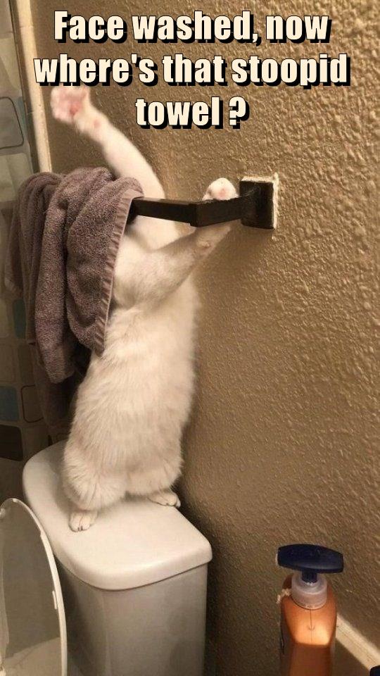 Where's that stoopid towel ? - Lolcats - lol | cat memes | funny cats ...