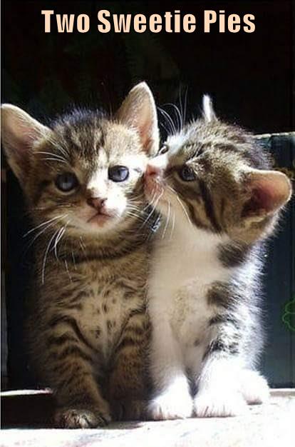 Two Sweetie Pies - Lolcats - lol | cat memes | funny cats | funny cat ...