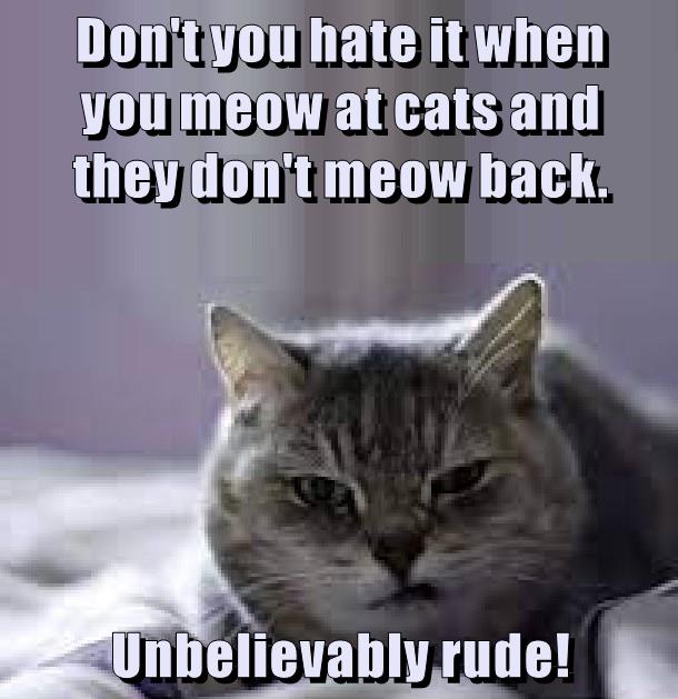 Unbelievably rude! Lolcats lol cat memes funny cats funny cat
