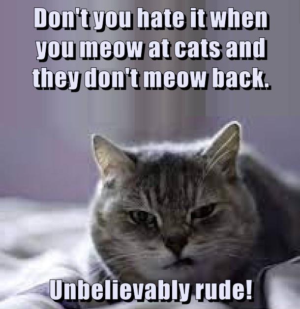 Unbelievably rude! - Lolcats - lol | cat memes | funny cats | funny cat ...