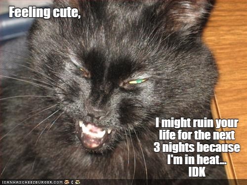 We'll See How It Goes - Lolcats - lol | cat memes | funny cats | funny ...