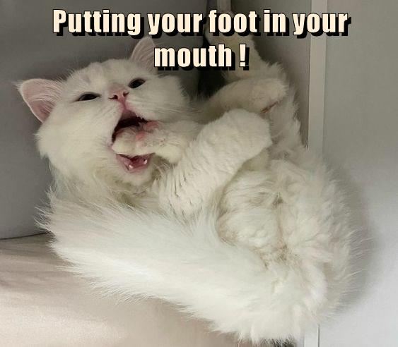 putting-your-foot-in-your-mouth-lolcats-lol-cat-memes-funny