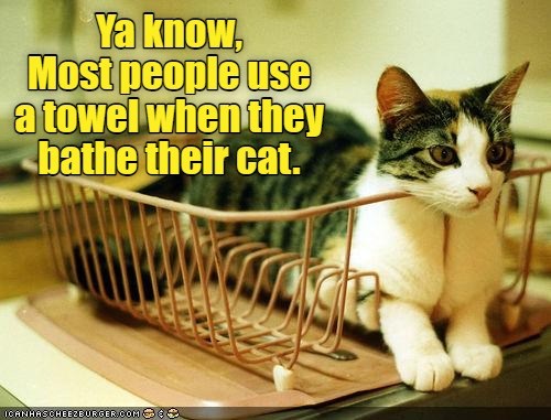 I have some weird humans. - Lolcats - lol | cat memes | funny cats ...