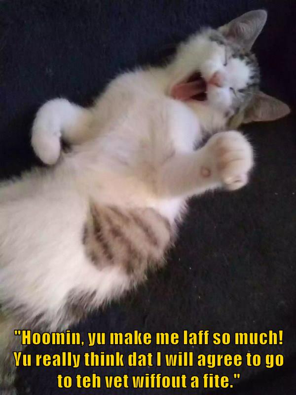 Not without a fight - Lolcats - lol | cat memes | funny cats | funny ...