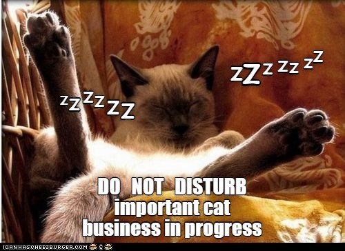 Do Not Disturb - I Can Has Cheezburger?