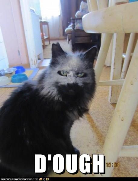 D'OUGH - Lolcats - lol | cat memes | funny cats | funny cat pictures ...