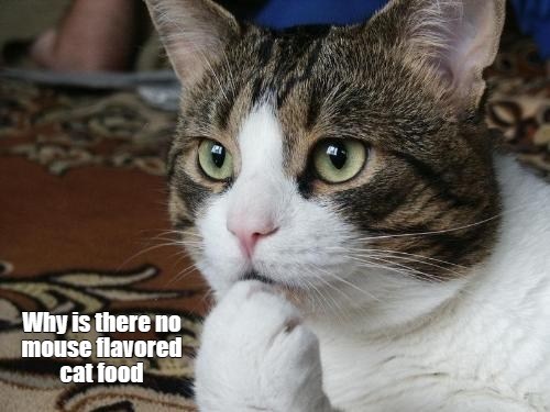 Probably The Same Reason There's No Cat Flavored Dog Food - Lolcats ...