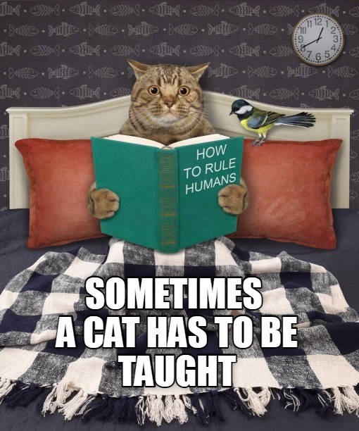 Taught you knew - Lolcats - lol | cat memes | funny cats | funny cat ...