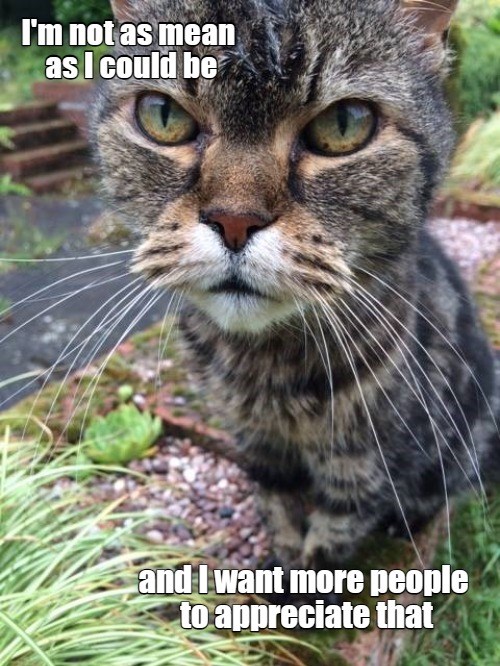 We Are All Grateful - Lolcats - Lol 