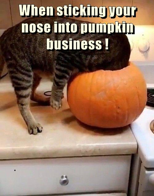 Pumpkin business - Lolcats - lol | cat memes | funny cats | funny cat ...