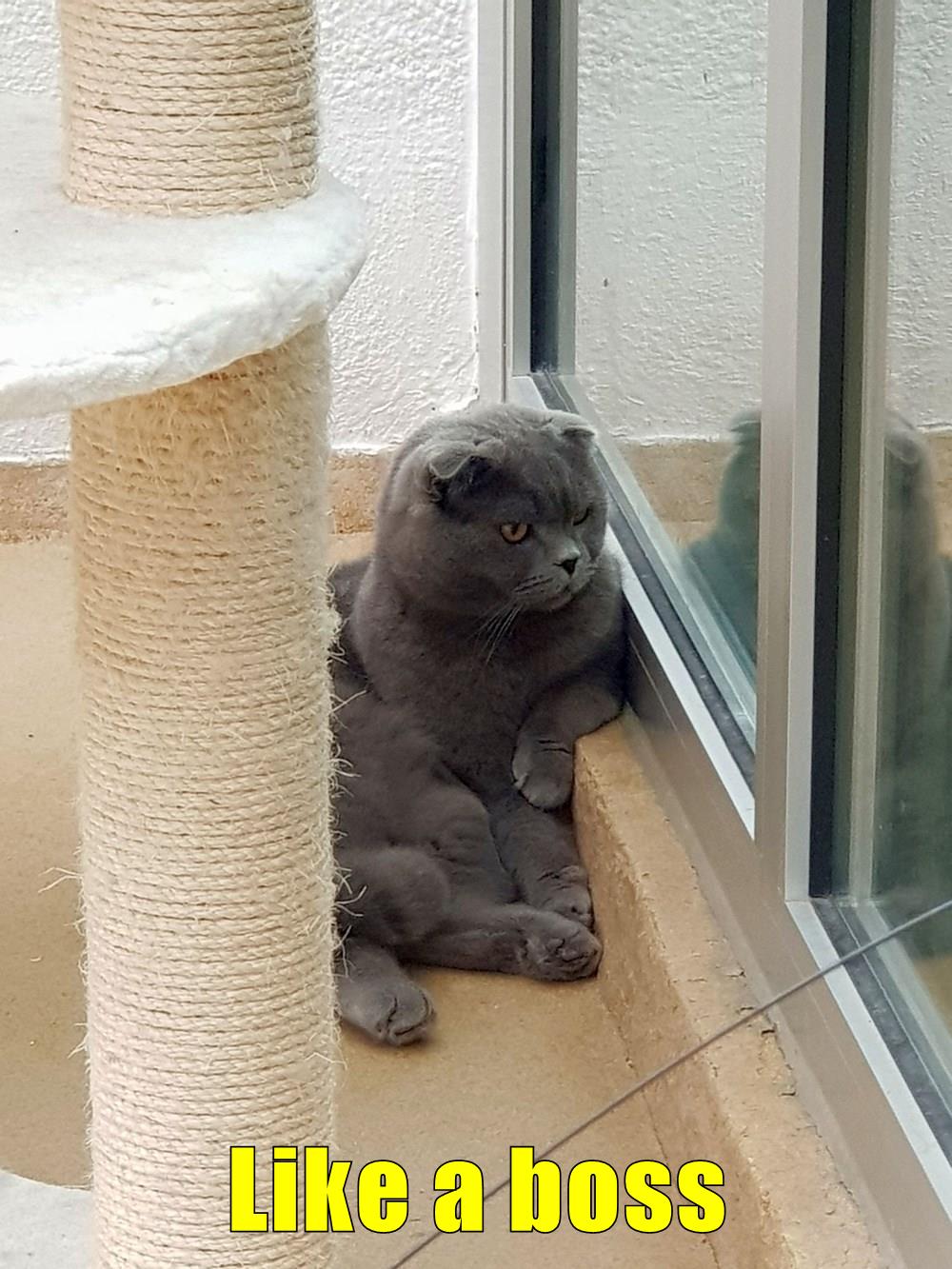 Like a boss Lolcats lol cat memes funny cats funny cat