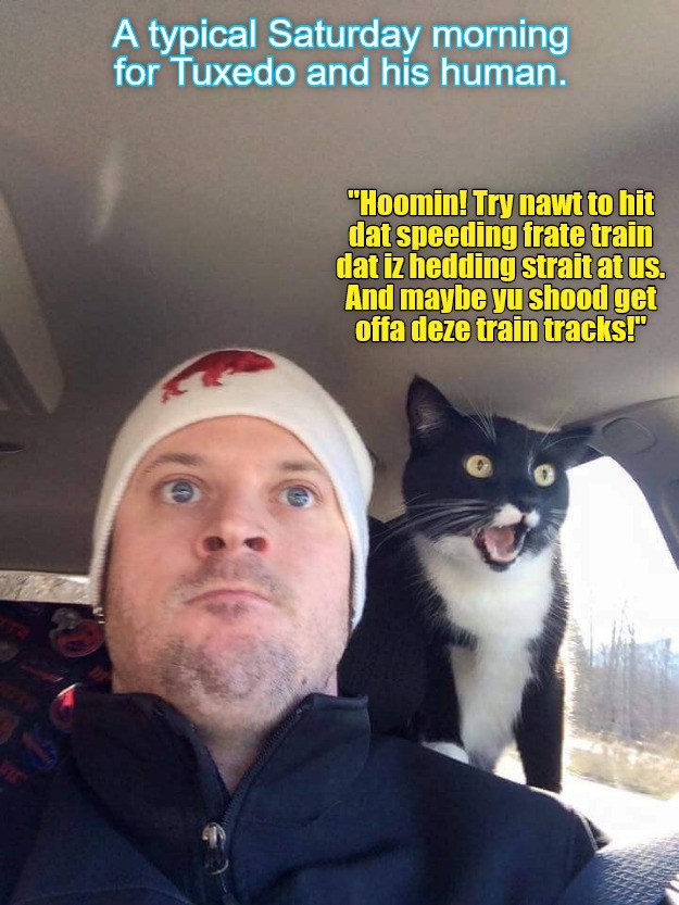 Tuxedo acted as the onboard navigator for his human, but somehow they ended up in this