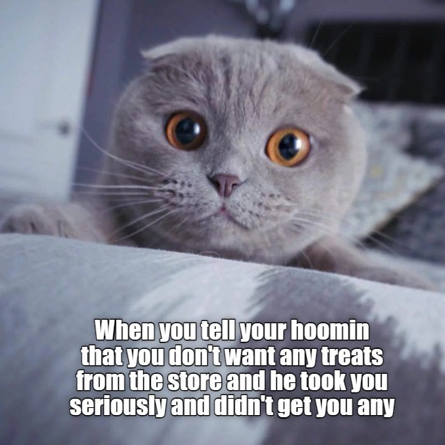 Can't You Tell When I'm Joking? - Lolcats - lol | cat memes | funny ...