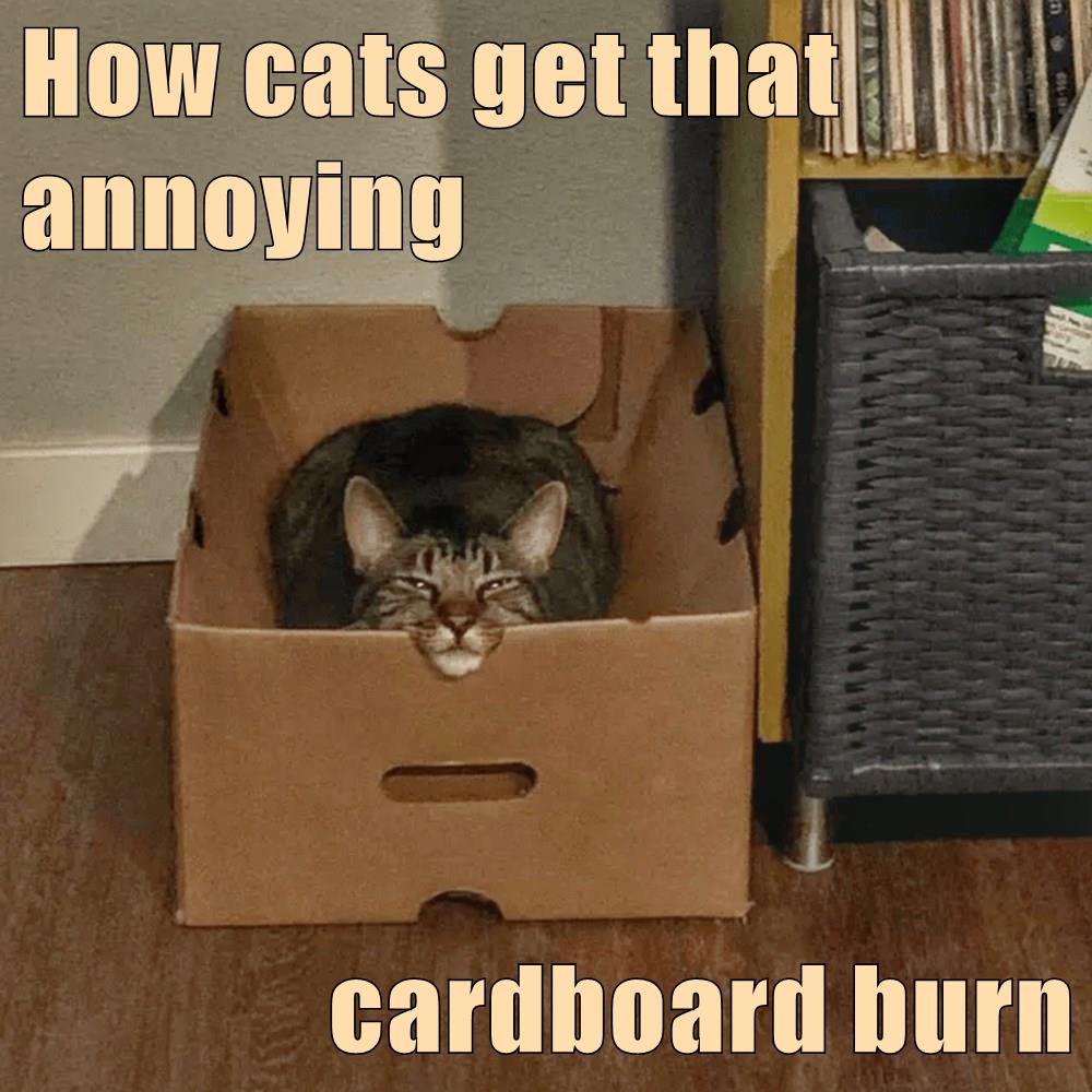 How cats get that annoying Lolcats lol cat memes funny cats