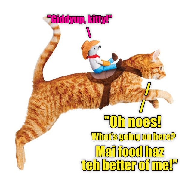 Reversal of fortune for kitty! Lolcats lol cat memes funny cats