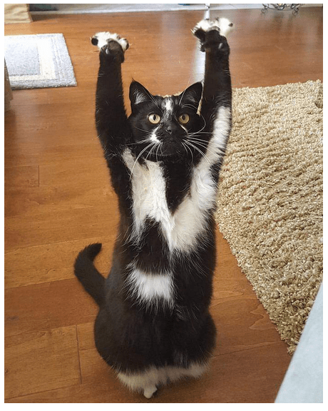 Hands up - Lolcats - lol | cat memes | funny cats | funny cat pictures ...