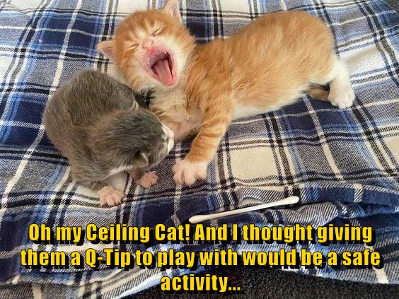 Oh my Ceiling Cat! - Lolcats - lol | cat memes | funny cats | funny cat ...