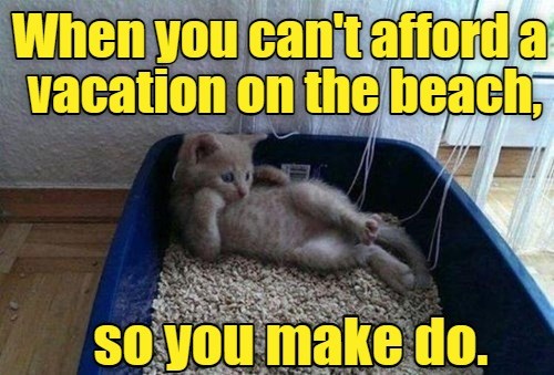 Staycation - Lolcats - lol | cat memes | funny cats | funny cat ...