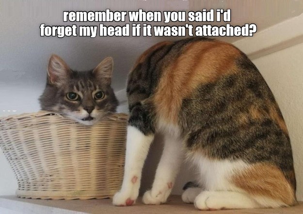 off with the head - Lolcats - lol | cat memes | funny cats | funny cat ...