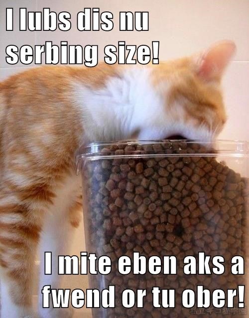 Perfect size! - Lolcats - lol | cat memes | funny cats | funny cat