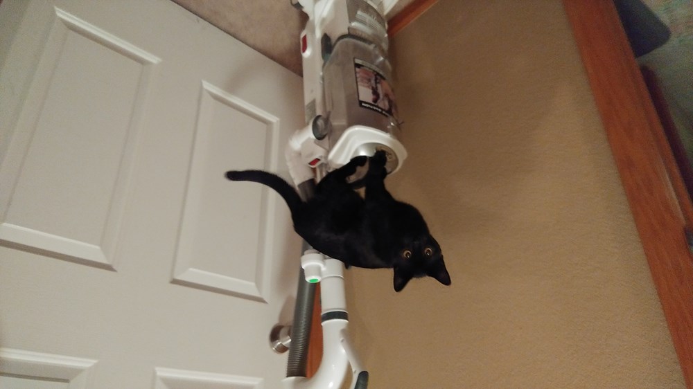 I'm not scared of the vacuum....when it's off! Lolcats lol cat