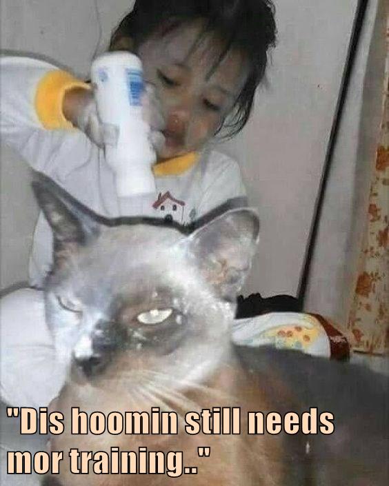 "Dis hoomin still needs mor training.." Lolcats lol cat memes funny cats funny cat