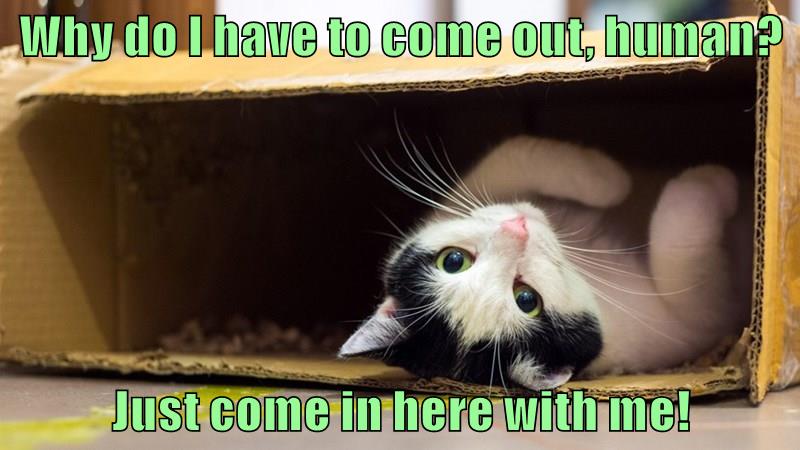 Just come in here with me! - Lolcats - lol | cat memes | funny cats ...