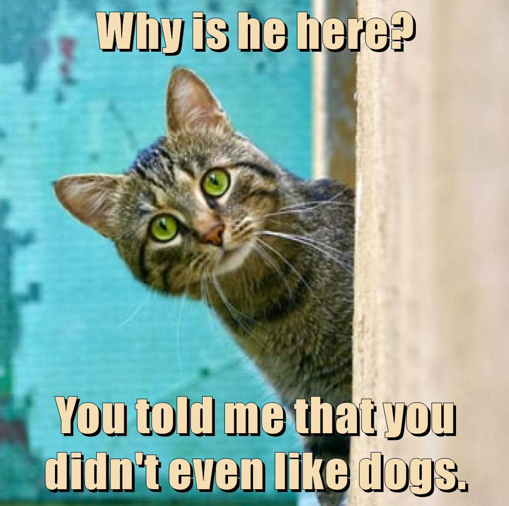 Why Is He Here Lolcats Lol Cat Memes Funny Cats Funny Cat Pictures With Words On Them 