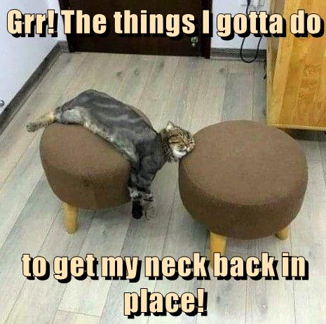 Grr! The things I gotta do to get my neck back in place! - Lolcats ...