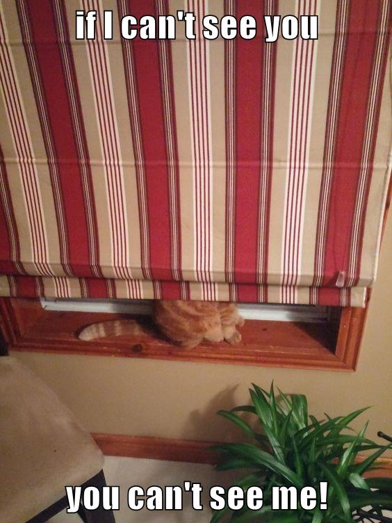 if I can't see you you can't see me! - Lolcats - lol | cat memes ...