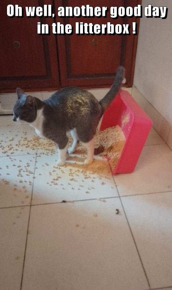 Oh well, another good day in the litterbox ! Lolcats lol cat