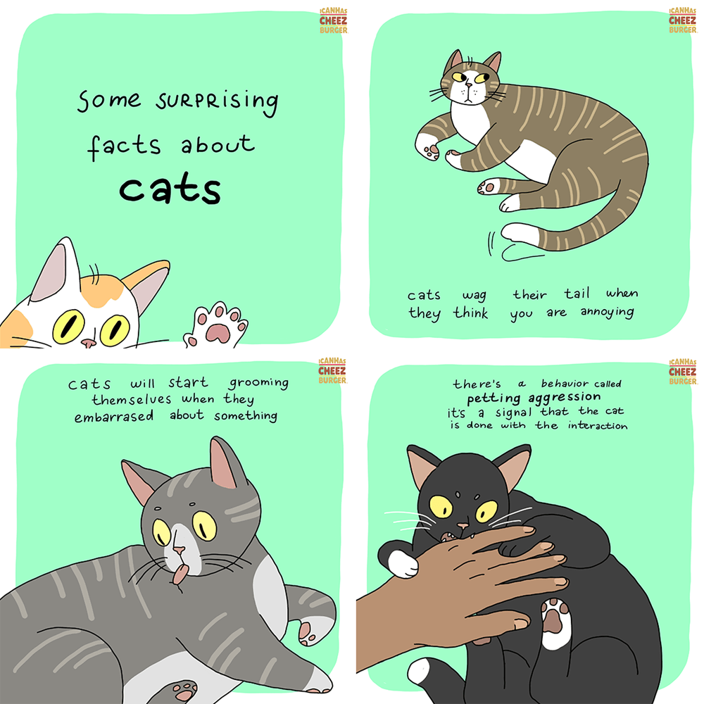Interesting facts about warrior cats!
