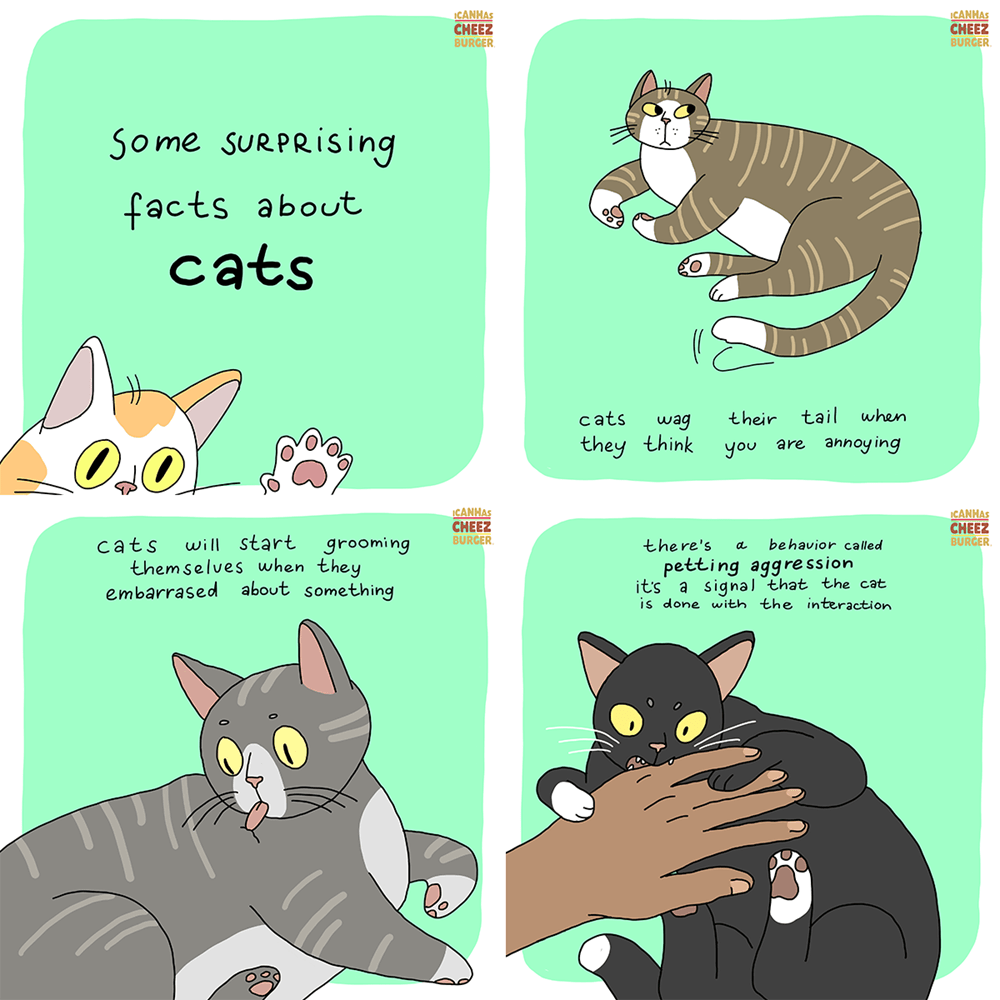 Warrior Cats Fun Facts