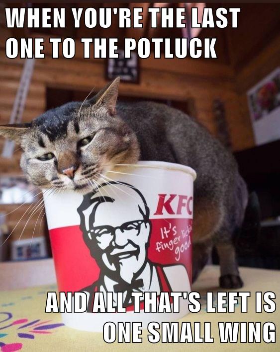 Better luck next time - Lolcats - lol | cat memes | funny cats | funny ...