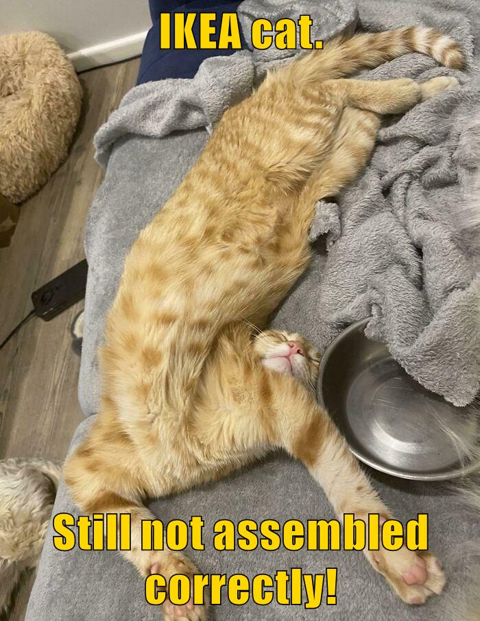 IKEA cat. Lolcats lol cat memes funny cats funny cat pictures