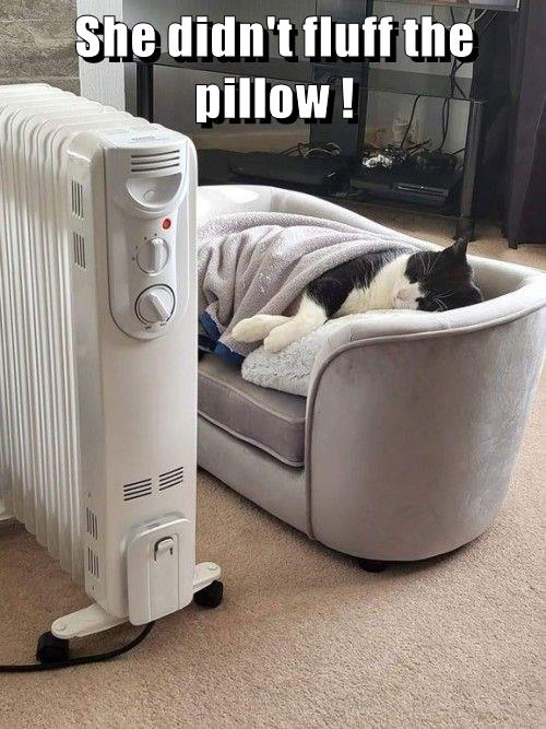 She didn't fluff the pillow ! Lolcats lol cat memes funny cats funny cat pictures with