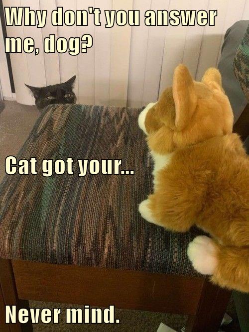 Why Don't You Answer Me, Dog? Cat Got Your Never Mind. - Lolcats 